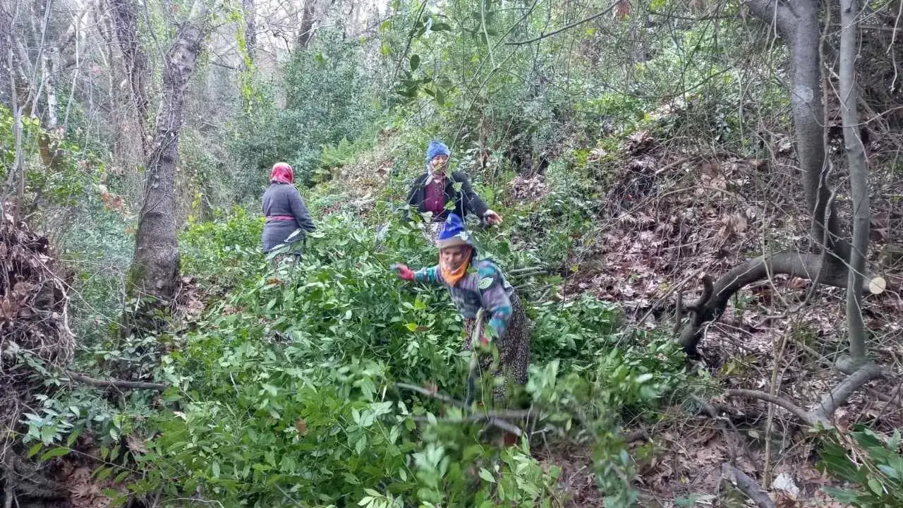 Defne Yaprağı Altın Gibi Kazandırıyor! 3